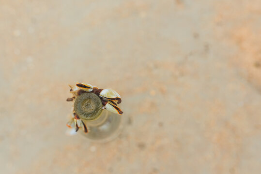 Bottle From The Ocean Covered With Barnacles