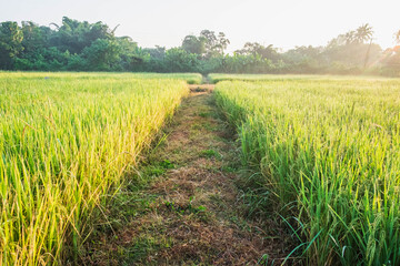Fototapeta premium Rice plants in rice fields