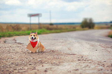 fashionable Corgi dog sits on the road waiting for a passing car