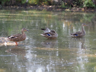 Duck