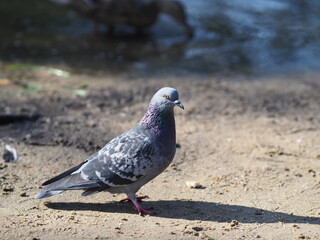 Dove, pigeon