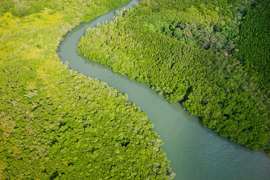 Aerial View, Rain Forest, Daintree River, Daintree National Park