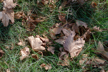Fallen maple leaf in green grass.