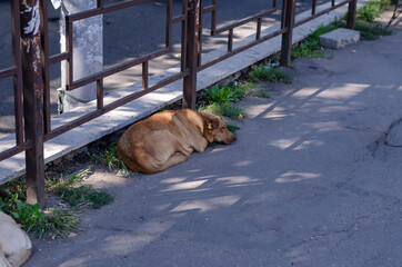 Portrait of a red stray dog lying by the fence.