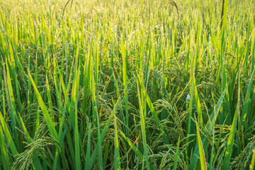 Rice plants in rice fields