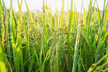 Close up rice plants yield   ripening growing waiting for harvest