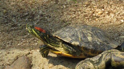 Red eared slider turtle, Hartbeespoort, North West, South Africa