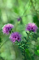 Pink purple flowers of the Australian native myrtle Kunzea capitata, family Myrtaceae, growing in woodland in the Royal National Park, Sydney, NSW, Australia. Spring flowering.