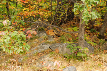 Red fox photo stock. Fox in the forest with a landscape of multi colour trees background displaying bushy tail in its environment and habitat.  Fox photo. Fox picture. Fox portrait. Fox image.