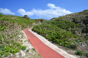 徳之島・犬田布岬の遊歩道
