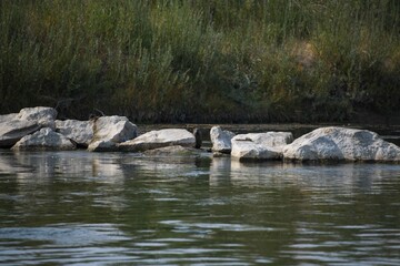 Naklejka na ściany i meble A family of otters on the bank of a wild western river.