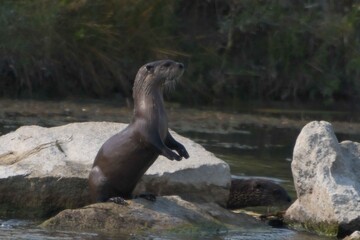 A family of otters on the bank of a wild western river.