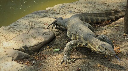 Rock monitor, Hartbeespoort, North West, South Africa
