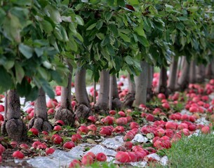 Apples of the orchard