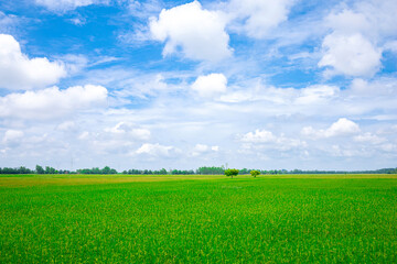 Field of green grass and tree with white clouds.