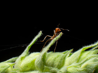 Ant hard working close up