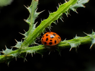 Ladybug on branch close up