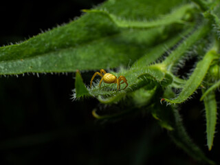 Little spider on leaf close up