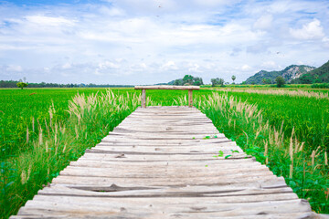 Fototapeta premium Wooden walkway through greenish rice field.