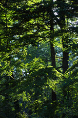 Woodland in the morning - late summer UK
