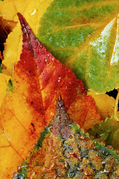 closeup macro of autumn tree leaves overlapping patterns textures colors