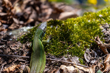 Green lizard close-up