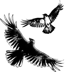 Isolated vector crows in flight with fully open wings