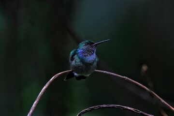 Hummingbird in the rain © Auger
