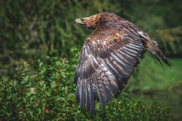 Steinadler im Flug