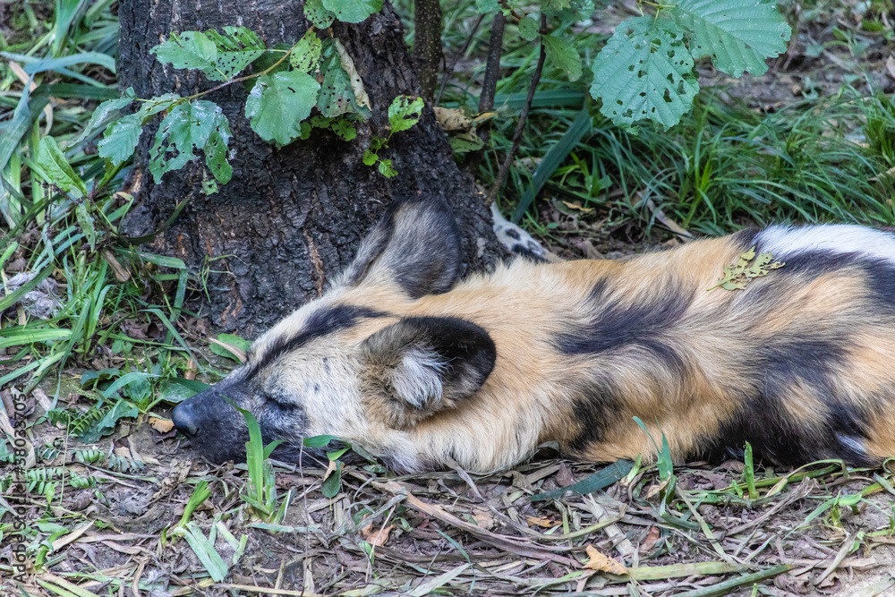 Poster View of sleeping hyena on the ground