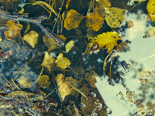 Autumn leaf on the water.