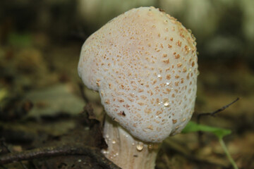 A mushroom (amanita) shot from above, close-up on a clear sunny day.