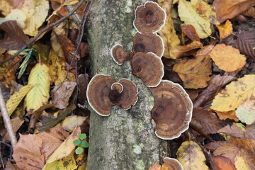 Mushrooms (tinder fungi) on the trunk of a fallen tree, close-up shot on a clear sunny day.