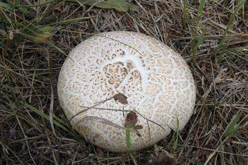 Mushroom (raincoat) grown in green grass after rain, close-up shot on a clear sunny day.