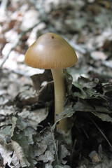Close-up shot of a small mushroom breaking through dry foliage on a clear sunny day.