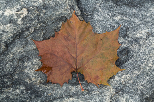 A Brown Leaf on a Granite Boulder