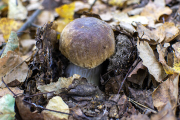 mushroom in the forest