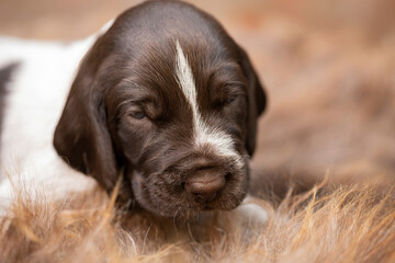 German Drathaar breed puppy. Beautiful dog.