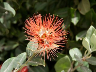 Jeden kwiat Metrosideros excelsa- Pohutukawa, Rata pochodzący z Nowej Zelandii, o szczotkowatym pomarańczowym kwiatostanie na tle jasno- i ciemnozielonych liści - obrazy, fototapety, plakaty