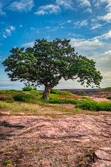 Fototapeta premium tree isolated with amazing blue sky background from different angles
