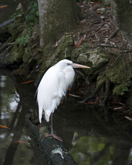 White Heron Stock Photos. Great White Heron close-up profile view standing on log by the water with a moss tree and rock and foliage in its environment and habitat. Image. Picture. Portrait. 