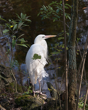 White Heron Stock Photos. Close-up profile view standing on a moss rock  by the water displaying fluffy white feathers plumage, in its environment and habitat with a nice foliage background. Image. 