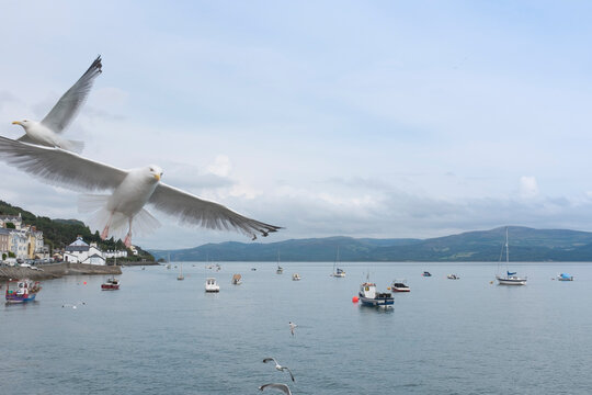 Seagulls and boats at Aberdovey seaside.
