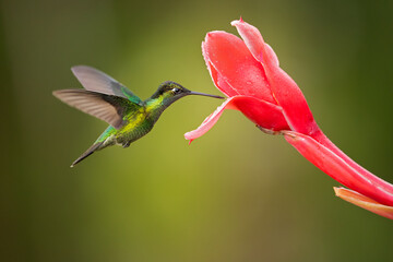 Talamanca hummingbird or admirable hummingbird (Eugenes spectabilis) is a large hummingbird.The talamanca hummingbird's range is Costa Rica to Panama