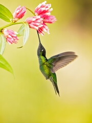 Talamanca hummingbird or admirable hummingbird (Eugenes spectabilis) is a large hummingbird.The talamanca hummingbird's range is Costa Rica to Panama