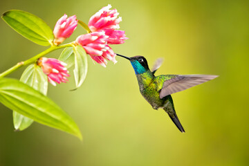 Talamanca hummingbird or admirable hummingbird (Eugenes spectabilis) is a large hummingbird.The talamanca hummingbird's range is Costa Rica to Panama
