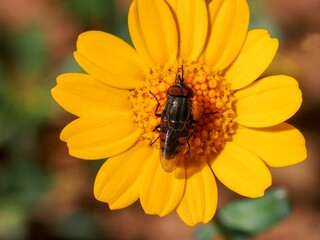 Locust Blowfly (Stomorhina lunata)