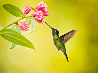 Talamanca hummingbird or admirable hummingbird (Eugenes spectabilis) is a large hummingbird.The...