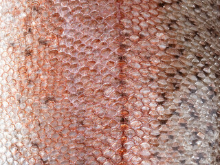 Fish scale texture close-up. Copy space. © Людмила Селянинова