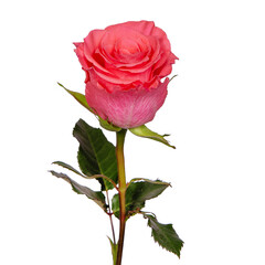 Red rose on a white background. Isolate. Close-up